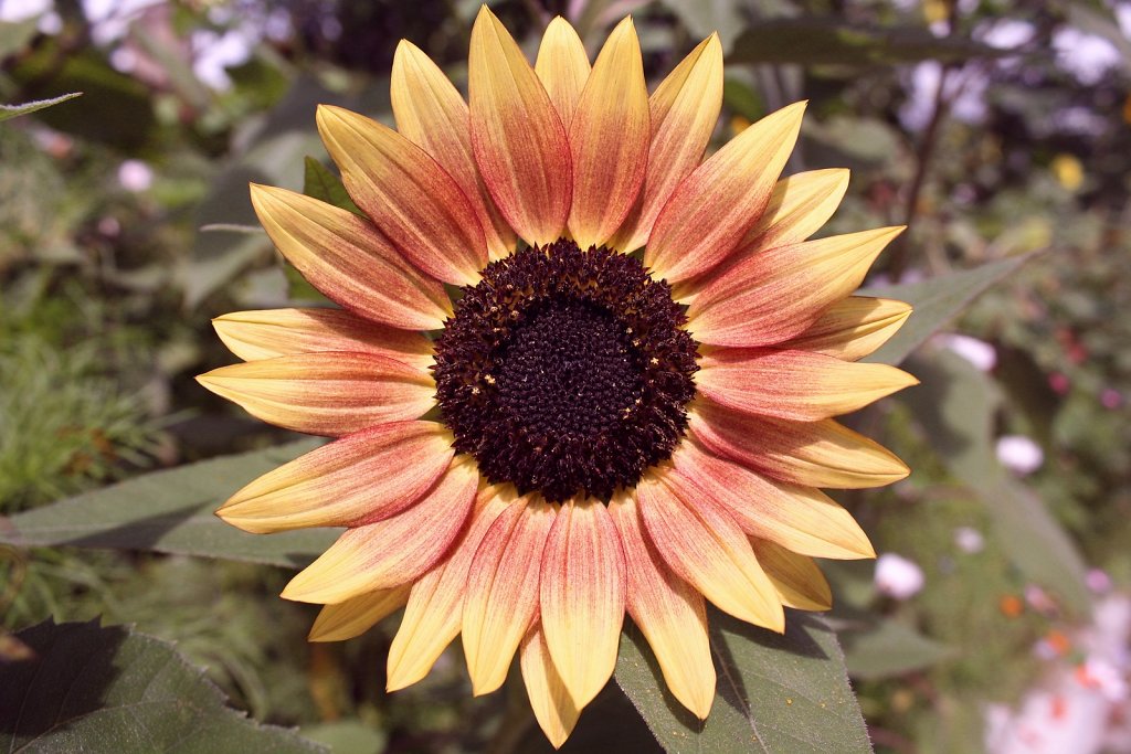 sunflower1.jpg