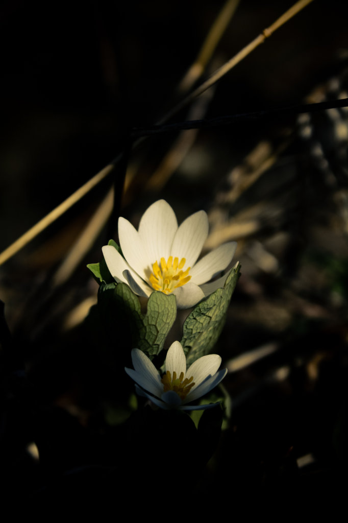 firstflower-2.jpg