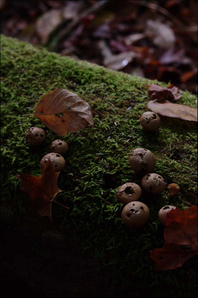 Puffballs.png