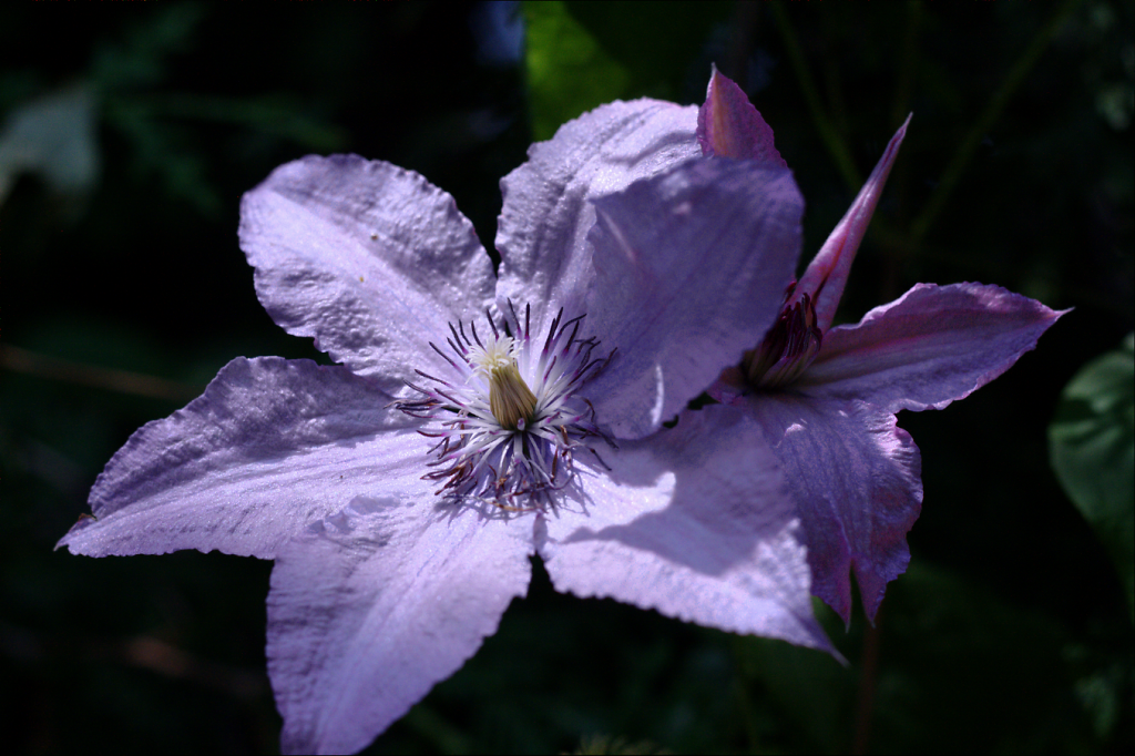 Clematis1.png