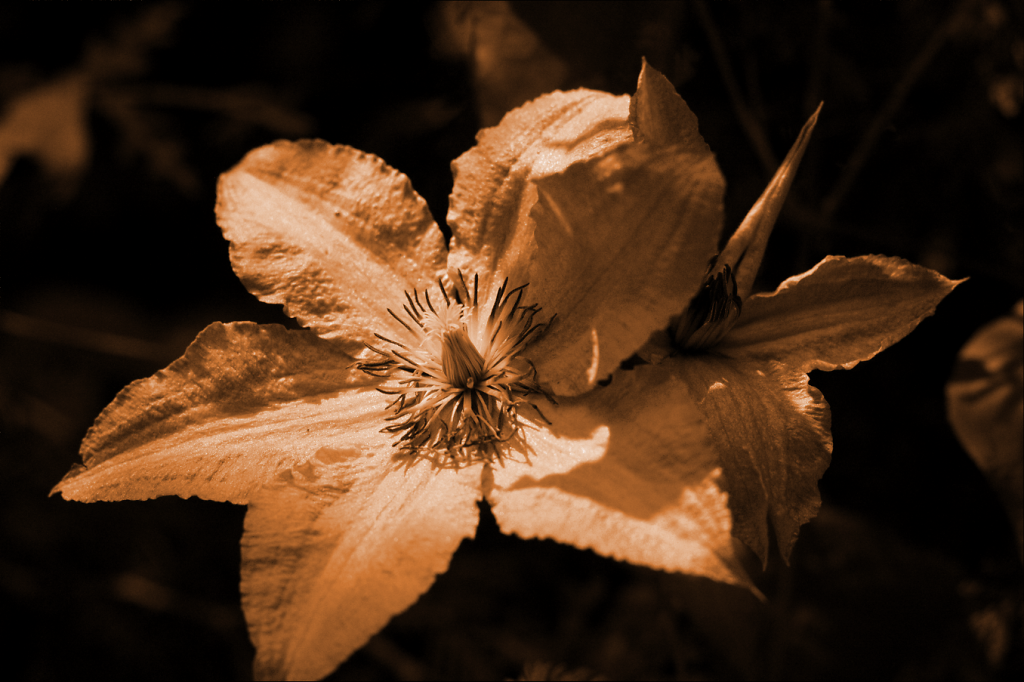 Clematis2.png